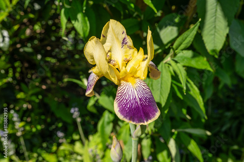 Blühende Iris / Schwertlilie in gelb und lila im Sommer