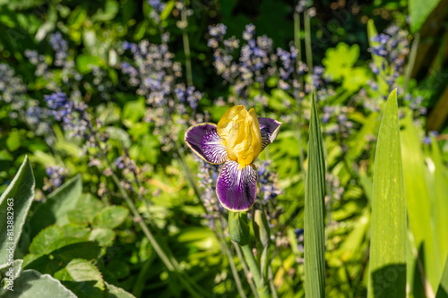 Blühende Iris / Schwertlilie in gelb und lila im Sommer