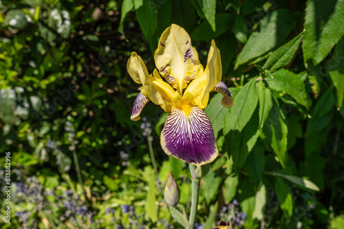 Blühende Iris / Schwertlilie in gelb und lila im Sommer