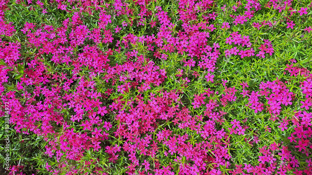 Naklejka premium field of pink flowers