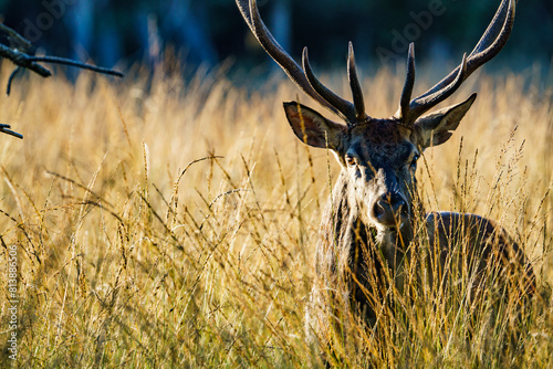 cerf élaphe
