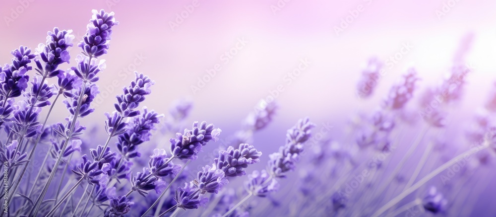 Fototapeta premium Lavender flowers peacefully grace a soothing copy space image