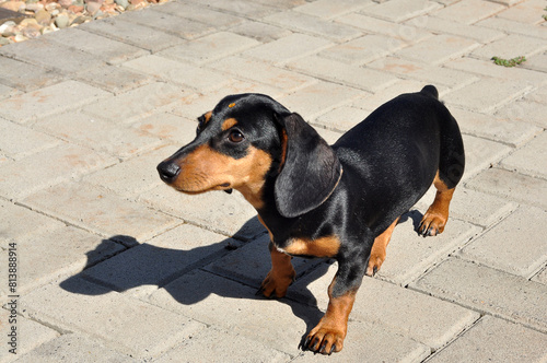  cachorro salsicha raça duchshund photo