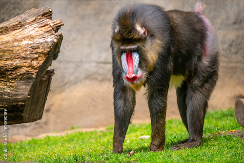 Mandrill 