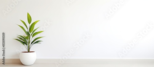Modern clean interior with a home plant on a bright white background providing ample copy space for text