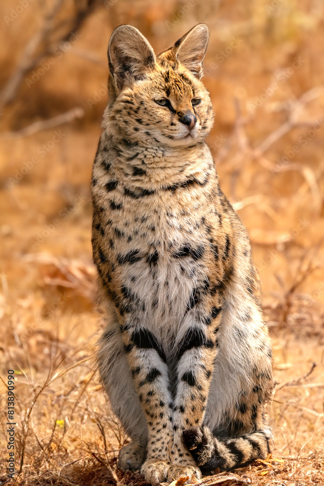 Obraz premium Wild Serval Cat