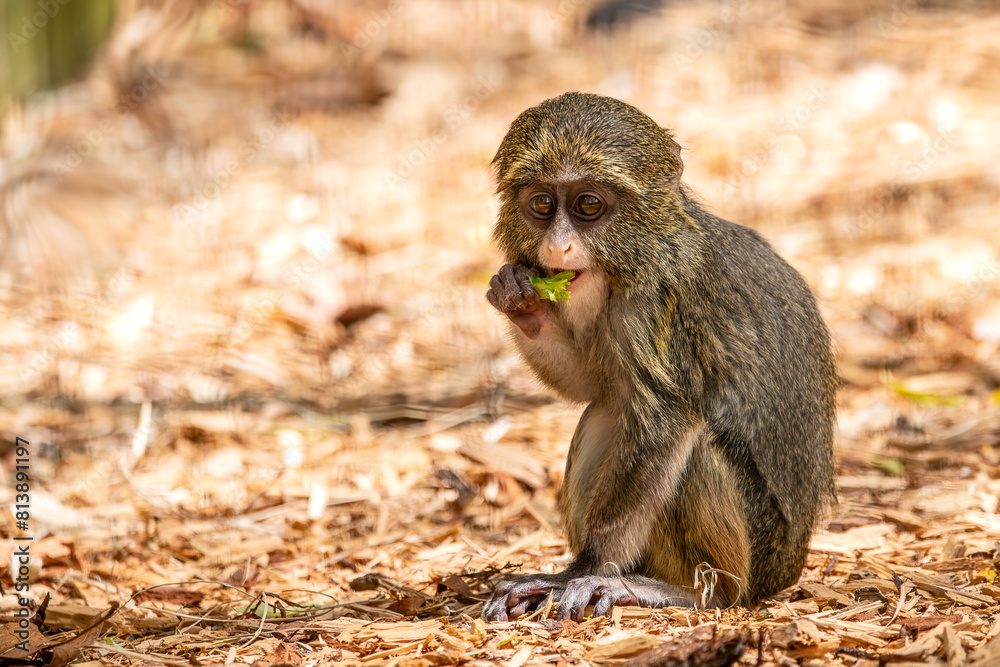 Obraz premium DeBrazza's Monkey Baby