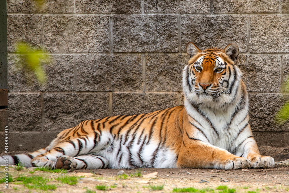 Naklejka premium Bengal Tiger