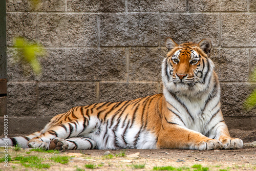 Bengal Tiger