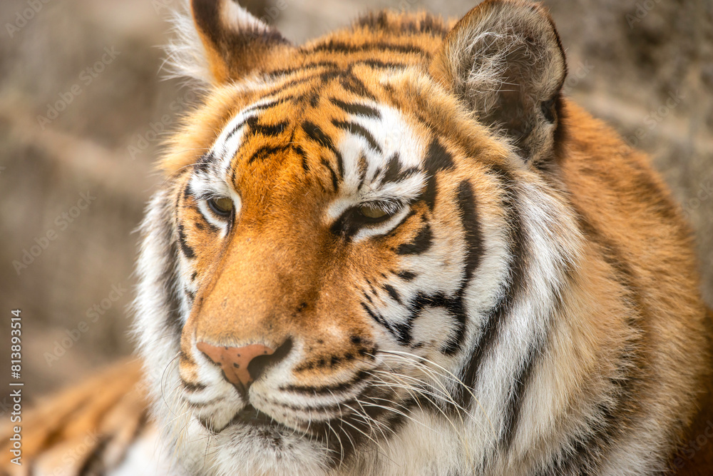 Fototapeta premium Bengal Tiger