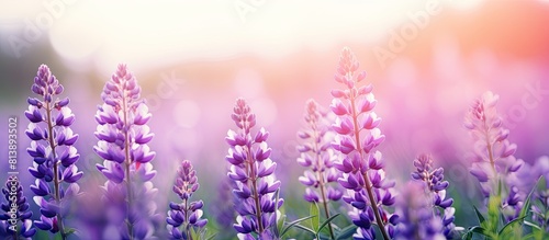 A lively summer scene showcasing a beautiful copy space image of purple lupine flowers as the background