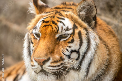 Bengal Tiger