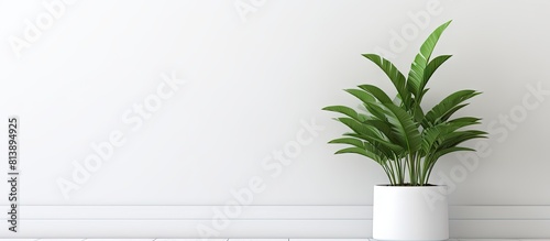 Modern clean interior with a home plant on a bright white background providing ample copy space for text photo