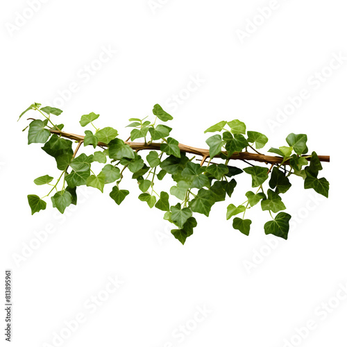 Bush grape isolated on a transparent background