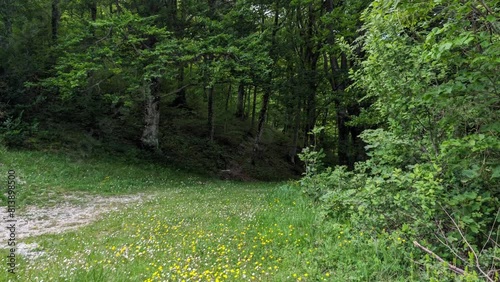 Fiori selvatici in montagna in primavera photo