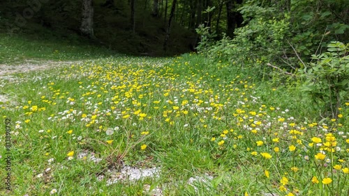 Fiori selvatici in montagna in primavera photo