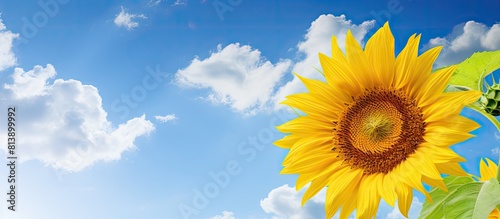 Close up summertime copy space image of a blooming sunflower in its natural environment surrounded by clouds in a vibrant blue sky