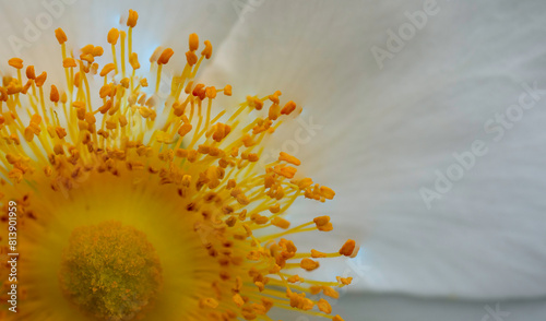 Macro orange and white wildflower