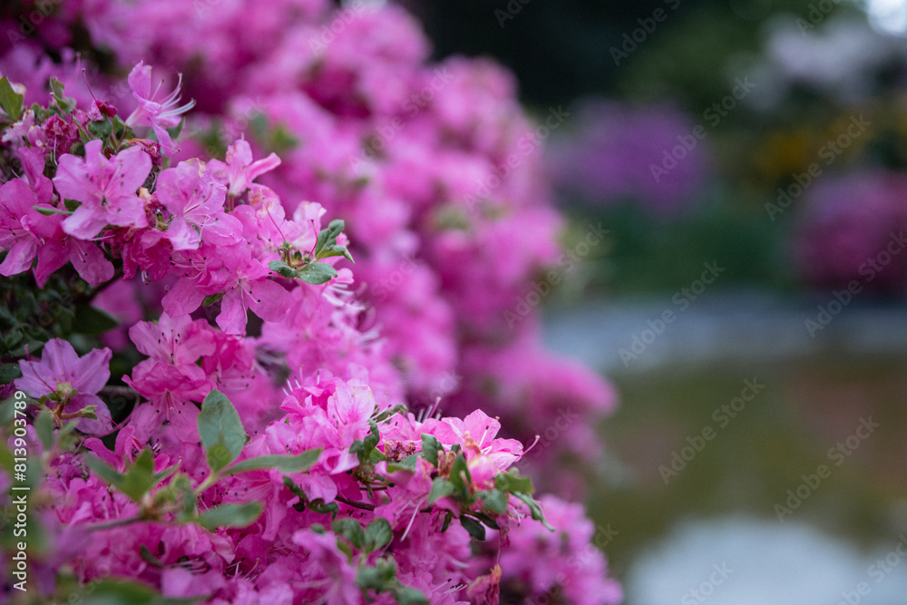 Obraz premium flowers in the garden