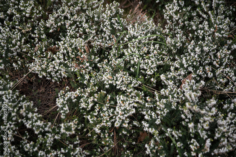 flowers in the garden