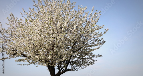 Apple tree bloosoms in Spring photo