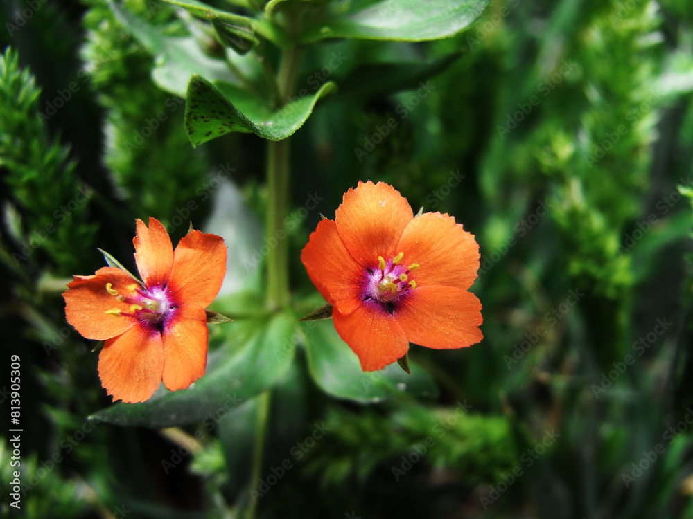 Obraz premium Fiore selvatico