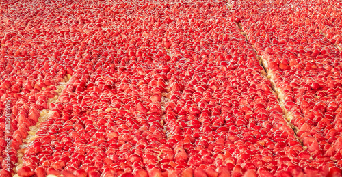 Thousands of glazed strawberries on a giant 30m long strawberry tart at the 25th annual strawberry fair, "Foire de la Fraise", at Nabirat in the Dordogne region of France