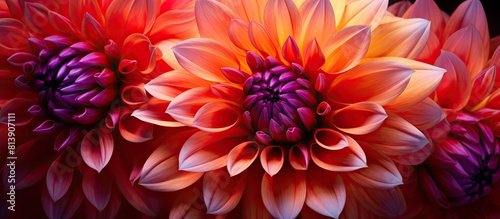 A stunning image showcasing the intricate beauty of dahlias from up close providing ample space for copy or text © Ilgun