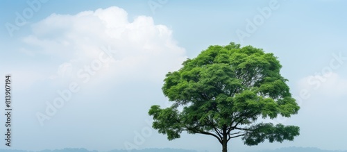 An image of a tree top against a cloudy sky with plenty of empty space for additional content or text