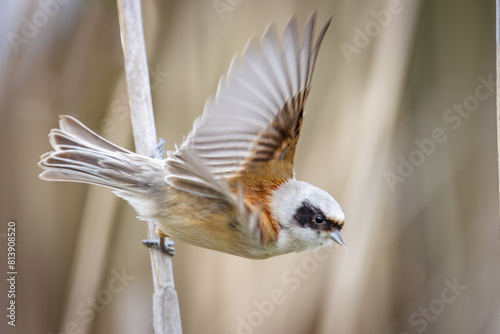 Eurasian penduline tit (Remiz pendulinus) sits on a dry reed and waves by its wings toward the camera lens on a sunny spring day with a beige background and copyspace. photo