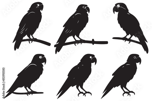 parrot bird silhouette black vector illustration photo