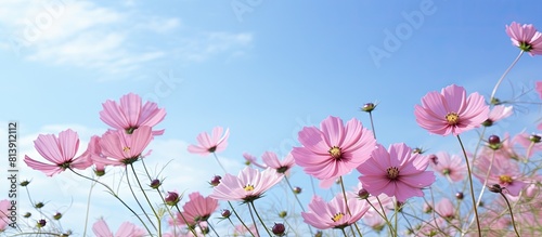 Morning view of pink cosmos flowers against a blue sky with a blurred background providing ample copy space for images
