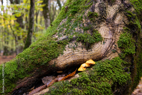 Small mushrooms grown on a tree.