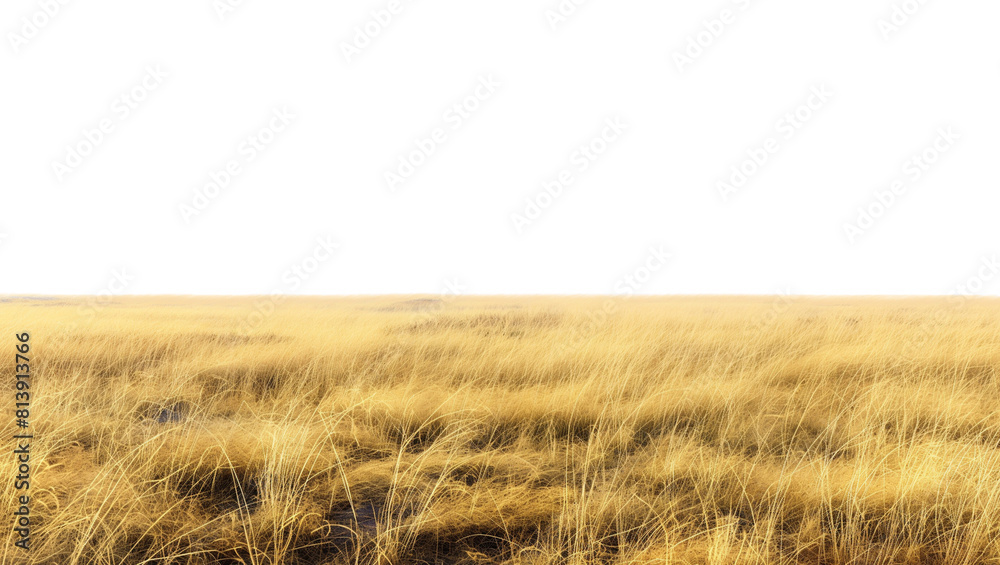 Obraz premium Cutout dried grass meadows savanna field isolated on transparent background 