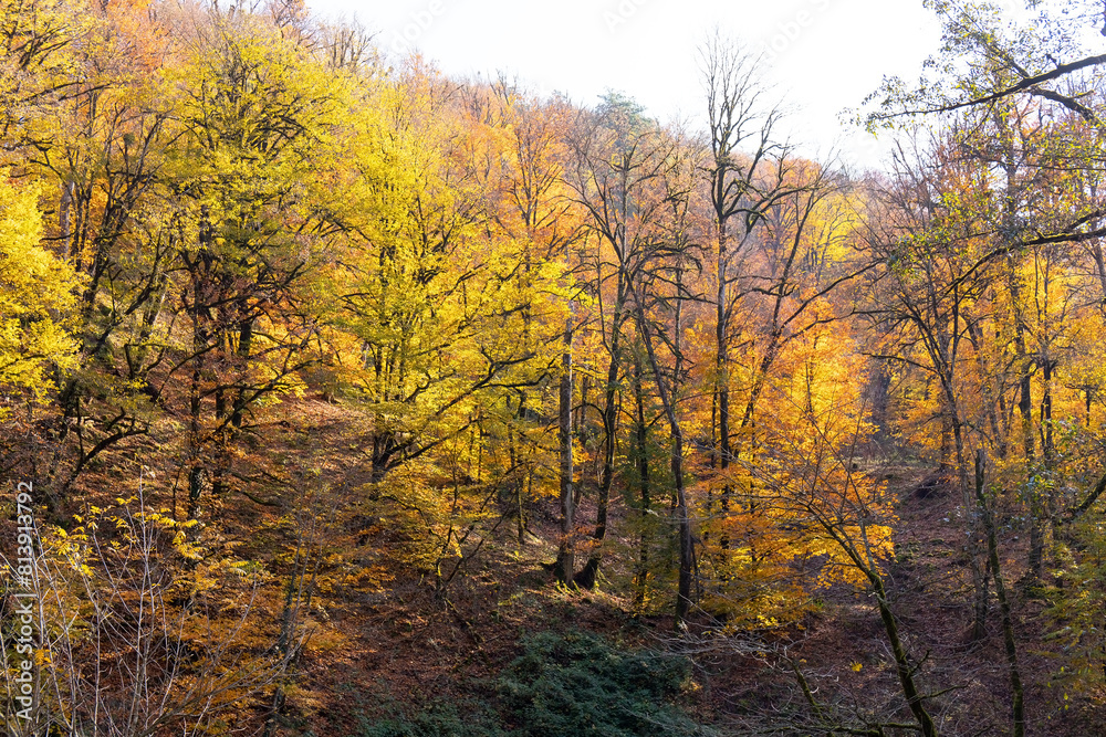 Yellow leaves in the forest on the ground. Yellow leaves in the forest on the ground.