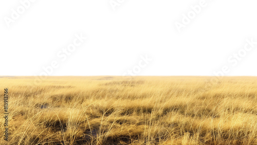 Cutout dried grass meadows savanna field isolated on transparent background
