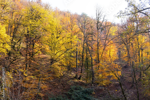 Yellow leaves in the forest on the ground.