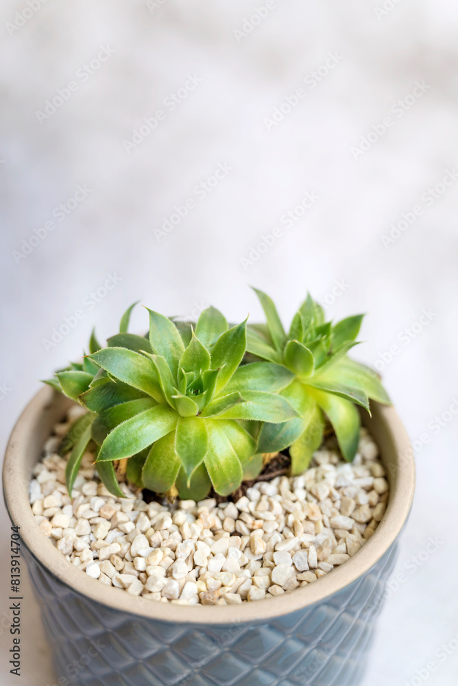 Green succulent in cup pot. Home Decoration plant Green succulent in cup pot. Home Decoration plant