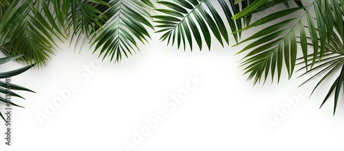 Top view of tropical palm leaves frame isolated on a white background The composition provides a copy space image for adding text Flat lay style enhances the visual appeal