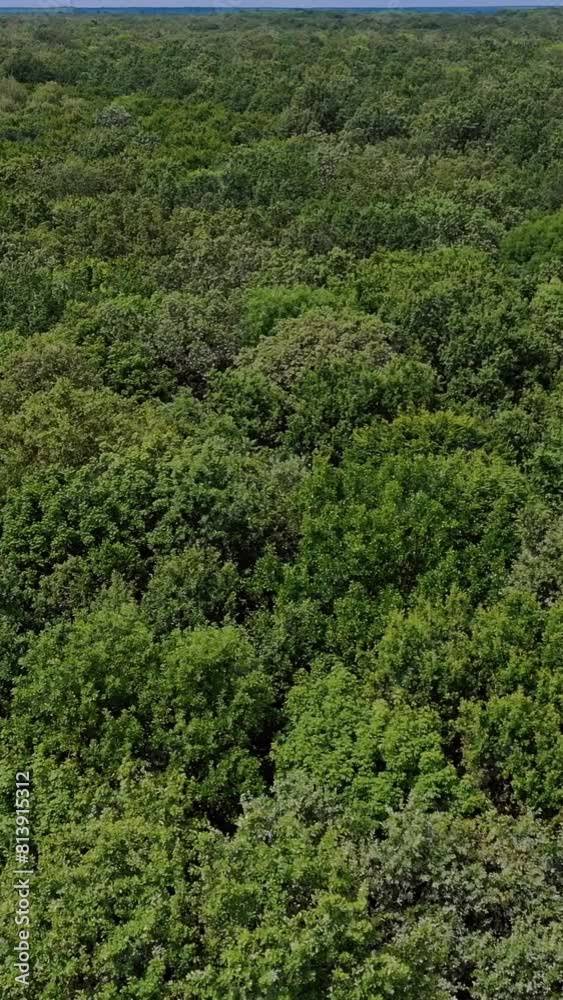 View of the trees from a bird eye view. Aerial view of flying over a beautiful green forest in a rural landscape Vertical video View of the trees from a bird eye view. Aerial view of flying over a beautiful green forest in a rural landscape Vertical video