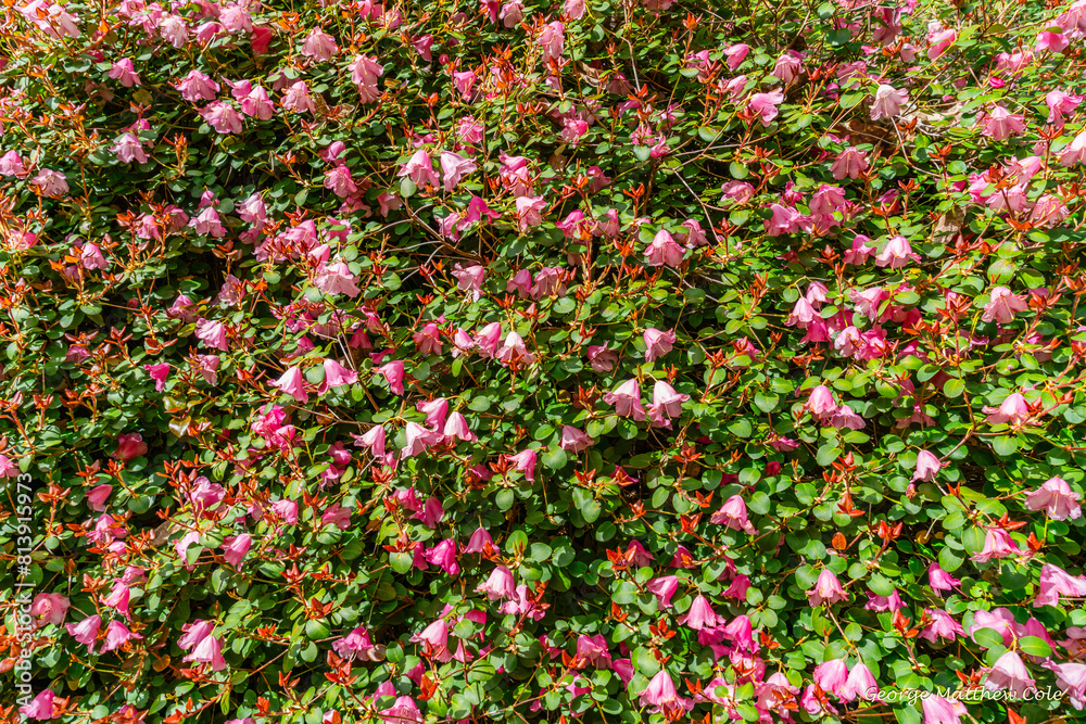 Garden Pink Blossoms Background
