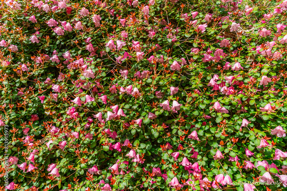 Garden Pink Blossoms Background Garden Pink Blossoms Background