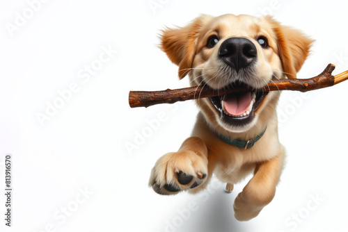 A Fawn Livercolored Companion Dog, running happily with a stick in its mouth photo