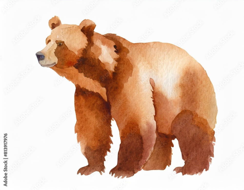 Fototapeta premium Niedźwiedź brunatny ilustracja