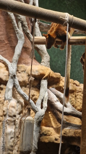 the squirrel on the tree