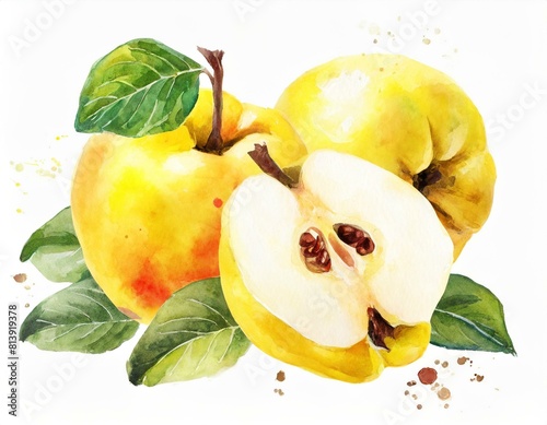 Pigwa ilustracja