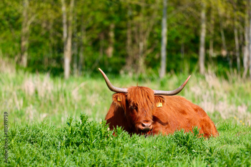 The free-ranging Scottish Highland Cow in dutch park area. Leidschendam, The Netherlands.