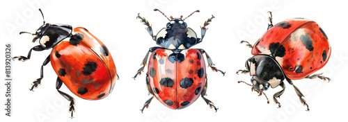 Realistic ladybugs in watercolor, detailed natural insect illustrations