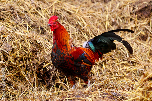 A rooster on the dutch farm.