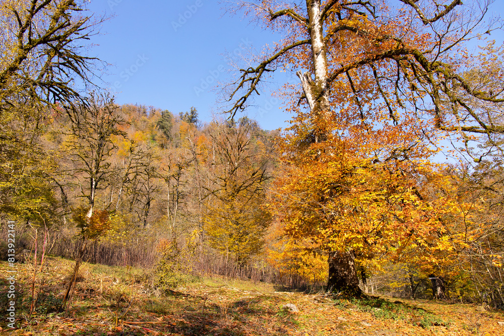 Fototapeta premium Yellow leaves in the forest on the ground.
